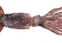 Luz verde al proyecto de la Jibia