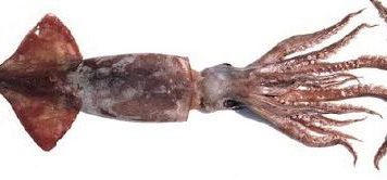 Luz verde al proyecto de la Jibia