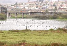 Este sábado en Coquimbo habrá un «Festival de Aves Migratorias» en El Culebrón