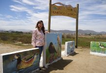 Artista plasma en murales aves nativas de El Culebrón