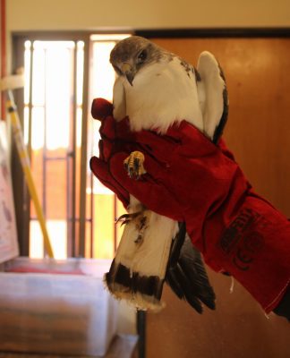 Aguilucho muere atacado con perdigones