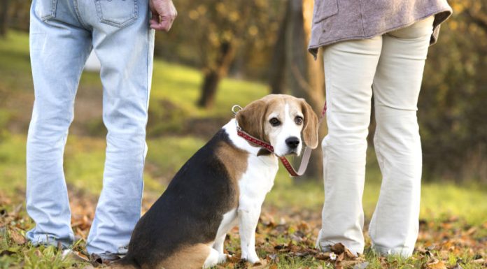 Registro de mascotas suma 136 mil inscripciones, pero crecen ataques de perros a personas