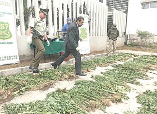 Incautan 1 millón de dosis de cannabis sativa
