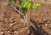 Falta de lluvias motiva a productores pisqueros a incorporar tecnología para disminuir uso del recurso hídrico