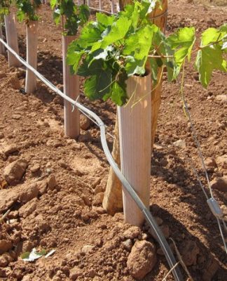 Falta de lluvias motiva a productores pisqueros a incorporar tecnología para disminuir uso del recurso hídrico