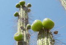 Escasez hídrica también afecta a la producción del popular COPAO