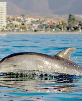 Delfines llegan a Guanaqueros y Guayacán a saludar a los turistas