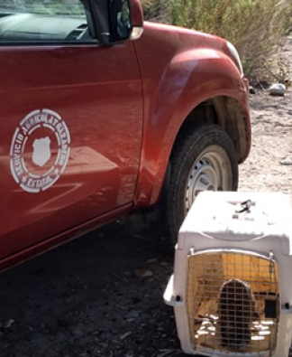 SAG libera a coipo encontrado en Vicuña.