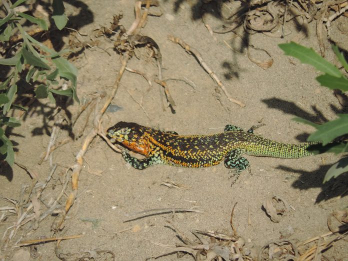 largarto
