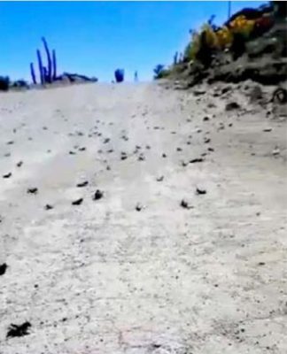 Plaga de langostas en Combarbalá causa perjuicios en los cultivos