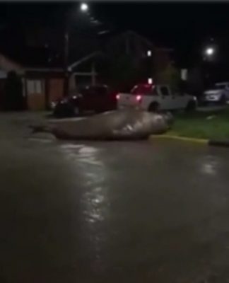 Vecinos filmaron a Elefante Marino de 2 toneladas deambulando en calles de Puerto Cisnes.
