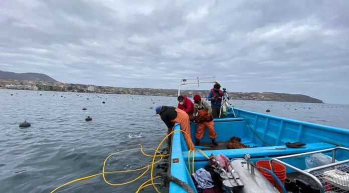 Pescadores de Caleta Hornos innovan en su oferta de productos cultivando Piure.