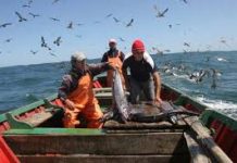 Autoridades llaman a consumir productos del mar para apoyar a pescadores artesanales.