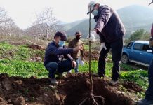 Nogaleros de Salamanca buscan producciones resistentes a enfermedades con técnica de portainjertos.