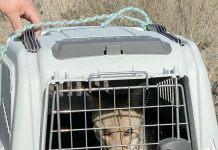 SAG libera a zorro culpeo tras seis meses de tratamiento y cuidados