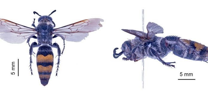 Encuentran rara especie de avispa en la región de Coquimbo