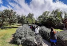 Proyecto “Poesía botánica en el jardín de Gabriela” se desarrolla en Museo de Vicuña