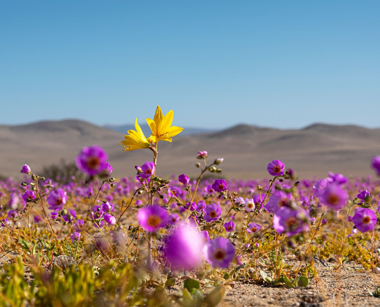Recientes lluvias traerían de vuelta el Desierto Florido Web Diario