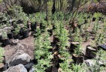 En Quebrada de Cárcamo, Illapel, incautan más de $ 545 millones de marihuana a banda criminal