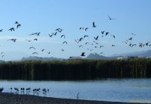 Municipio de La Serena crea una ordenanza de protección para humedal urbano de desembocadura del río Elqui