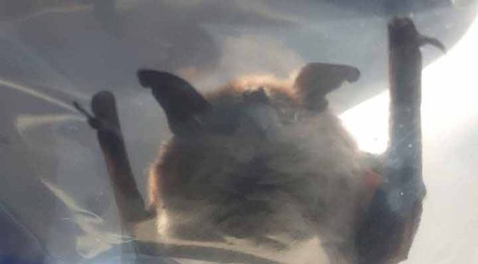 Confirman nuevo caso de murciélago con rabia en la zona