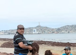 El plan para profesionalizar a los algueros de Playa Changa