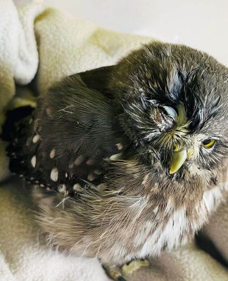SAG libera a un chuncho tras un mes y medio de cuidados