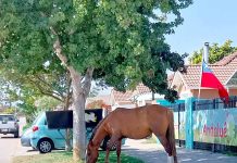 Animales sueltos: Un grave problema que pone en jaque la seguridad vial