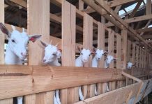 Impactos de la sequía: Desempleo y cambios en técnicas productivas