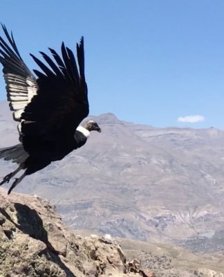 Nueve cóndores han muerto al colisionar con aspas en Parque Eólico Talinay