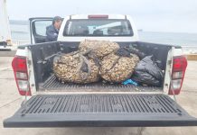 360 kilos de machas incautadas y siete detenidos, deja operativo en Caleta San Pedro