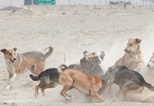 Por la vía judicial buscarán solucionar problema de jauría de perros en Recoleta