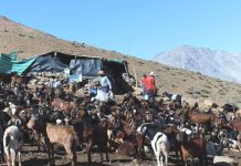 Reinicio de veranadas: 26 mil cabezas deberían estar subiendo a la cordillera