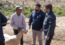 Inician programa de desparasitación de ganado caprino regional con animales que suben a veranadas en San Juan