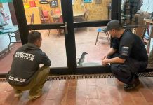 Rescatan a pingüino azul que estaba en Los Vilos