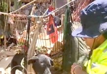 Perrito estaba al borde de la muerte en Peñuelas