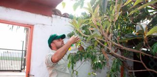 Hallazgo de ejemplares de la denominada mosca de la fruta en la zona