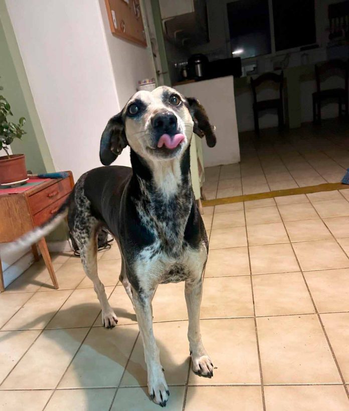 blanquita