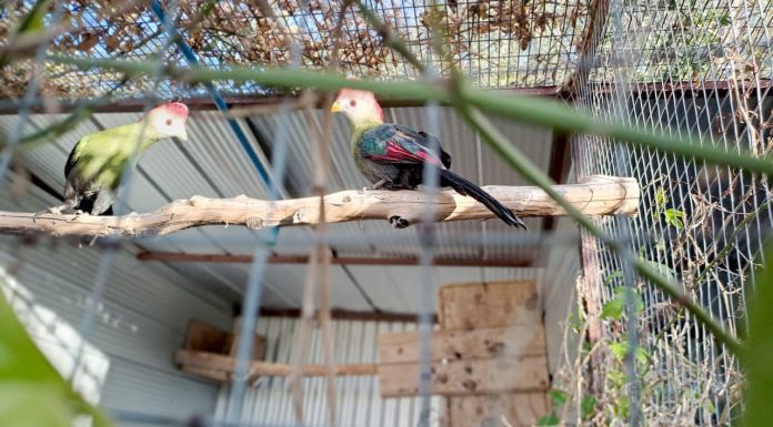 Delincuentes tenían aves exóticas y seis kilos de drogas en Andacollo