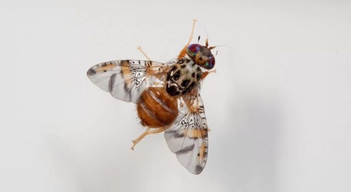 MOSCA DE LA FRUTA (2) (1)