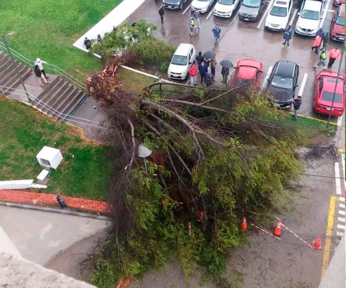 arbol