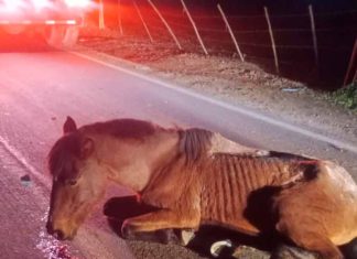 Los dueños huyeron cobardemente – Potranca atropellada: fue abusada hasta llegar a la extrema desnutrición