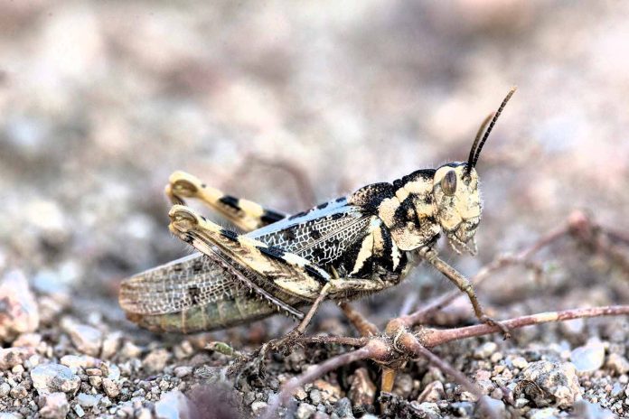 insecto
