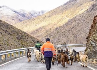 Aprueban por unanimidad resolución para enfrentar crisis agrícola en Monte Patria