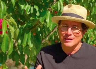 Jorge Astudillo, sobre inicio de la temporada de cerezas: «Con Ovalle de vuelta en China, habría mejores precios de entrada, siempre que sostengamos el estándar»