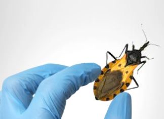 Enfermedad de Chagas: señales, riesgos y medidas para protegerse.