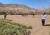 Tenían armas, vigilaban tres plantaciones de marihuana y fueron condenados en Vicuña