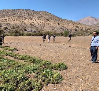 Tenían armas, vigilaban tres plantaciones de marihuana y fueron condenados en Vicuña