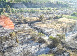 Incendio en Monte Patria arrasó nueve hectáreas y una vivienda