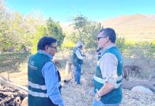 SAG sigue combatiendo a la mosca con 600 trabajadores y más de 3.500 millones de pesos